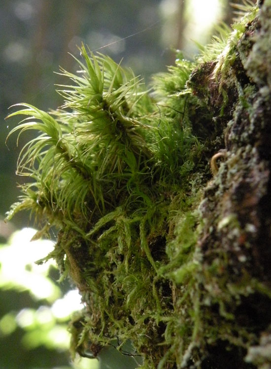 Muschio trentino: Dicranum majus?